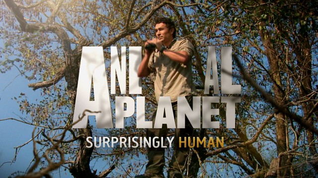 Animal Planet Rebrand
